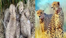 ಭಾರತದಲ್ಲಿ 4 ಮರಿಗಳಿಗೆ ಜನ್ಮ ನೀಡಿದ ಚೀತಾ..ಮರಿಗಳಿಗೆ ಹೆಸರು ಸೂಚಿಸಲು ಸ್ಪರ್ಧೆ ಆಯೋಜನೆ ಭಾರತದಲ್ಲಿ 4 ಮರಿಗಳಿಗೆ ಜನ್ಮ ನೀಡಿದ ಚೀತಾ..ಮರಿಗಳಿಗೆ ಹೆಸರು ಸೂಚಿಸಲು ಸ್ಪರ್ಧೆ ಆಯೋಜನೆ