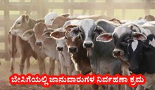 ಬೇಸಿಗೆಯಲ್ಲಿ ಜಾನುವಾರುಗಳ ನಿರ್ವಹಣಾ ಕ್ರಮ.. ಇದರಿಂದ ರೈತರಿಗಿದೆ ಲಾಭ! ಬೇಸಿಗೆಯಲ್ಲಿ ಜಾನುವಾರುಗಳ ನಿರ್ವಹಣಾ ಕ್ರಮ.. ಇದರಿಂದ ರೈತರಿಗಿದೆ ಲಾಭ!