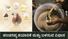 ರೈತರಿಗೆ ವರದಾನವಾದ ಪಂಚಗವ್ಯ ತಯಾರಿಕೆ ಮತ್ತು ಬಳಸುವ ವಿಧಾನ..