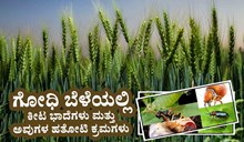 ಗೋಧಿ ಬೆಳೆಯಲ್ಲಿ ಕೀಟ ಭಾದೆಗಳು ಮತ್ತು ಅವುಗಳ ಹತೋಟಿ ಕ್ರಮಗಳು