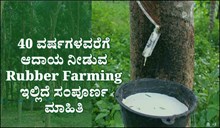 40 ವರ್ಷಗಳವರೆಗೆ ಆದಾಯ ನೀಡುವ Rubber Farming ಕುರಿತು ಇಲ್ಲಿದೆ ಸಂಪೂರ್ಣ ಮಾಹಿತಿ