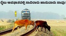 Indian Railways: ಭಾರತೀಯ ರೈಲ್ವೆ: ರೈಲು ಅಪಘಾತದಲ್ಲಿ ಸಾವಿರಾರು ಜಾನುವಾರು ಸಾವು!