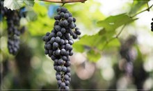 GI Tag: ತಮಿಳುನಾಡಿನ ಕುಂಬಮ್ ದ್ರಾಕ್ಷಿಗೆ ಜಿಐ ಟ್ಯಾಗ್! GI Tag: ತಮಿಳುನಾಡಿನ ಕುಂಬಮ್ ದ್ರಾಕ್ಷಿಗೆ ಜಿಐ ಟ್ಯಾಗ್!