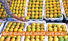 ಪೋಸ್ಟ್ ಮೂಲಕ ಮನೆ ಬಾಗಿಲಿಗೆ ಬರತ್ತೆ ಮಾವು! ಹೇಗೆ ತರಿಸಿಕೊಳ್ಳೊದು ಗೊತ್ತಾ? ಪೋಸ್ಟ್ ಮೂಲಕ ಮನೆ ಬಾಗಿಲಿಗೆ ಬರತ್ತೆ ಮಾವು! ಹೇಗೆ ತರಿಸಿಕೊಳ್ಳೊದು ಗೊತ್ತಾ?