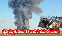  Breaking News: ಡೈರಿ ಸ್ಪೋಟದಿಂದ 18 ಸಾವಿರ ಹಸುಗಳ ಸಾವು! ಎಲ್ಲಿ ಗೊತ್ತಾ?