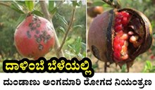 ದಾಳಿಂಬೆ ಬೆಳೆಯಲ್ಲಿ ದುಂಡಾಣು ಅಂಗಮಾರಿ ರೋಗದ ನಿಯಂತ್ರಣ