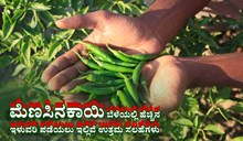 ಮೆಣಸಿನಕಾಯಿ ಬೆಳೆಯಲ್ಲಿ ಹೆಚ್ಚಿನ ಇಳುವರಿ ಪಡೆಯಲು ಇಲ್ಲಿವೆ ಉತ್ತಮ ಸಲಹೆಗಳು