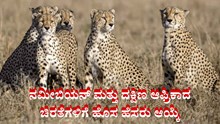 Renaming of cheetahs: ನಮೀಬಿಯನ್ ಮತ್ತು ದಕ್ಷಿಣ ಆಫ್ರಿಕಾದ ಚಿರತೆಗಳಿಗೆ ಹೊಸ ಹೆಸರು ಆಯ್ಕೆ