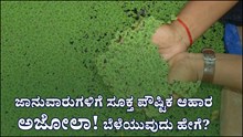 Azolla: ಜಾನುವಾರುಗಳಿಗೆ ಸೂಕ್ತ ಪೌಷ್ಟಿಕ ಆಹಾರ ಅಜೋಲಾ! ಬೆಳೆಯುವುದು ಹೇಗೆ?