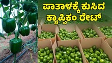 Price Crash : ಕ್ಯಾಪ್ಸಿಕಂ ಬೆಳೆದವರಿಗೆ ಬಿಗ್‌ ಶಾಕ್‌..ಪಾತಾಳಕ್ಕೆ ಕುಸಿದ ದರ