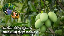 ಮಾವಿನ ಹಣ್ಣಿನ ಪ್ರಮುಖ ತಳಿಗಳ ಬಗ್ಗೆ ಇಲ್ಲಿದೆ ಮಾಹಿತಿ