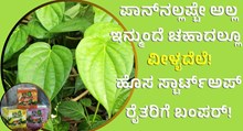 ಪಾನ್ನಲ್ಲಷ್ಟೇ ಅಲ್ಲ ಚಹಾದಲ್ಲೂ ವೀಳ್ಯದೆಲೆ; ರೈತರಿಗೆ ಬಂಪರ್ ಲಾಭದ ನಿರೀಕ್ಷೆ! ಪಾನ್ನಲ್ಲಷ್ಟೇ ಅಲ್ಲ ಚಹಾದಲ್ಲೂ ವೀಳ್ಯದೆಲೆ; ರೈತರಿಗೆ ಬಂಪರ್ ಲಾಭದ ನಿರೀಕ್ಷೆ!