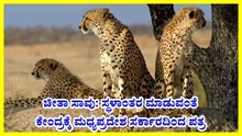 Project Cheetah: ಚೀತಾ ಸ್ಥಳಾಂತರ ಮಾಡುವಂತೆ ಕೇಂದ್ರಕ್ಕೆ ಮಧ್ಯಪ್ರದೇಶ ಸರ್ಕಾರದಿಂದ ಪತ್ರ  Project Cheetah: ಚೀತಾ ಸ್ಥಳಾಂತರ ಮಾಡುವಂತೆ ಕೇಂದ್ರಕ್ಕೆ ಮಧ್ಯಪ್ರದೇಶ ಸರ್ಕಾರದಿಂದ ಪತ್ರ