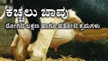 ಕೆಚ್ಚಲು ಬಾವು: ರೋಗದ ಲಕ್ಷಣಗಳು ಹಾಗೂ ಹತೋಟಿ ಕ್ರಮಗಳು ಕೆಚ್ಚಲು ಬಾವು: ರೋಗದ ಲಕ್ಷಣಗಳು ಹಾಗೂ ಹತೋಟಿ ಕ್ರಮಗಳು