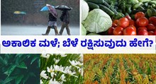  ಅಕಾಲಿಕ ಮಳೆಯಿಂದ ಬೆಳೆ ರಕ್ಷಿಸಿಕೊಳ್ಳುವುದು ಹೇಗೆ, ನೀವು ಮಾಡಬೇಕಾದ್ದು ಇಷ್ಟೇ!