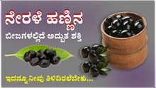 ನೇರಳೆ ಹಣ್ಣಿನ ಬೀಜಗಳಲ್ಲಿದೆ ಅದ್ಬುತ ಶಕ್ತಿ: ಇದನ್ನೂ ನೀವು ತಿಳಿದಿರಲೆಬೇಕು…