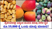 ಪ್ರಪಂಚದಲ್ಲೇ ಅತ್ಯಂತ ದುಬಾರಿ ಮಾವು: ರೂ.19,000 ಕ್ಕೆ ಒಂದು ಮಾವು ಮಾರಾಟ!