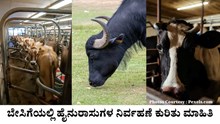 ಬೇಸಿಗೆಯಲ್ಲಿ ಹೈನುರಾಸುಗಳ ನಿರ್ವಹಣೆ ಕುರಿತು ಮಾಹಿತಿ ಬೇಸಿಗೆಯಲ್ಲಿ ಹೈನುರಾಸುಗಳ ನಿರ್ವಹಣೆ ಕುರಿತು ಮಾಹಿತಿ