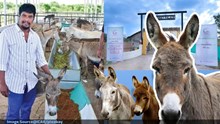 The Donkey Palace: ಕತ್ತೆ ಸಾಕಿ ಕೋಟ್ಯಾಧಿಪತಿಯಾದ ಯುವಕ..ಕತ್ತೆ ಹಾಲು ಎಲ್ಲಿ ಮಾರ್ತಾರೆ ಗೊತ್ತಾ..? The Donkey Palace: ಕತ್ತೆ ಸಾಕಿ ಕೋಟ್ಯಾಧಿಪತಿಯಾದ ಯುವಕ..ಕತ್ತೆ ಹಾಲು ಎಲ್ಲಿ ಮಾರ್ತಾರೆ ಗೊತ್ತಾ..?