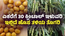 ಎಕರೆಗೆ 30 ಕ್ವಿಂಟಾಲ್‌ ಇಳುವರಿ..ಇಲ್ಲಿದೆ ಹೊಸ ತಳಿಯ ತೊಗರಿ