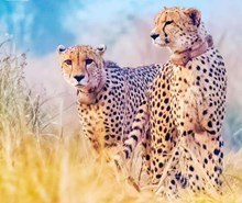 Kuno National Park ಕುನೊ ರಾಷ್ಟ್ರೀಯ ಉದ್ಯಾನಕ್ಕೆ ಮತ್ತೆ ಏಳು ಚೀತಾ! Kuno National Park ಕುನೊ ರಾಷ್ಟ್ರೀಯ ಉದ್ಯಾನಕ್ಕೆ ಮತ್ತೆ ಏಳು ಚೀತಾ!