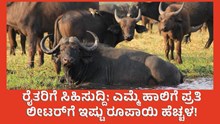 Buffalo Milk Price Hike: ರೈತರಿಗೆ ಸಿಹಿಸುದ್ದಿ: ಎಮ್ಮೆ ಹಾಲಿಗೆ 9.25 ರೂ. ನಿಗದಿ!  Buffalo Milk Price Hike: ರೈತರಿಗೆ ಸಿಹಿಸುದ್ದಿ: ಎಮ್ಮೆ ಹಾಲಿಗೆ 9.25 ರೂ. ನಿಗದಿ!