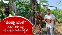 Red Banana: ಆಧುನಿಕ ಕೃಷಿ ಪದ್ದತಿಯಿಂದ   ́ಕೆಂಪು ಬಾಳೆʼ ಬೆಳೆದು ₹35 ಲಕ್ಷ ಗಳಿಸುತ್ತಿರುವ ಯುವ ರೈತ!  Red Banana: ಆಧುನಿಕ ಕೃಷಿ ಪದ್ದತಿಯಿಂದ   ́ಕೆಂಪು ಬಾಳೆʼ ಬೆಳೆದು ₹35 ಲಕ್ಷ ಗಳಿಸುತ್ತಿರುವ ಯುವ ರೈತ!