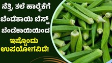 Lady Finger Vegetable ನೆತ್ತಿ, ತಲೆ ಹಾರೈಕೆಗೆ ಬೆಂಡೆಕಾಯಿ ಬೆಸ್ಟ್! Lady Finger Vegetable ನೆತ್ತಿ, ತಲೆ ಹಾರೈಕೆಗೆ ಬೆಂಡೆಕಾಯಿ ಬೆಸ್ಟ್!