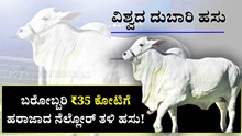 Most Expensive Cow : ಬರೋಬ್ಬರಿ ₹35 ಕೋಟಿಗೆ ಹರಾಜಾದ ನೆಲ್ಲೋರ್ ತಳಿ ಹಸು! ಇದು ವಿಶ್ವದ ದುಬಾರಿ ಹಸು ಗೊತ್ತೆ?  Most Expensive Cow : ಬರೋಬ್ಬರಿ ₹35 ಕೋಟಿಗೆ ಹರಾಜಾದ ನೆಲ್ಲೋರ್ ತಳಿ ಹಸು! ಇದು ವಿಶ್ವದ ದುಬಾರಿ ಹಸು ಗೊತ್ತೆ?