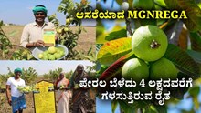 MGNREGA ದ ಆಸರೆ : ಪೇರಲ ಬೆಳೆದು 4 ಲಕ್ಷದವರೆಗೆ ಗಳಸುತ್ತಿರುವ ವಿಕಲಚೇತನ ರೈತ MGNREGA ದ ಆಸರೆ : ಪೇರಲ ಬೆಳೆದು 4 ಲಕ್ಷದವರೆಗೆ ಗಳಸುತ್ತಿರುವ ವಿಕಲಚೇತನ ರೈತ