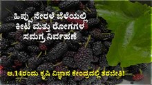 Mulberry fruit : ಆ.14ರಂದು ಕೃಷಿ ವಿಜ್ಞಾನ ಕೇಂದ್ರದಲ್ಲಿ ತರಬೇತಿ!  Mulberry fruit : ಆ.14ರಂದು ಕೃಷಿ ವಿಜ್ಞಾನ ಕೇಂದ್ರದಲ್ಲಿ ತರಬೇತಿ!