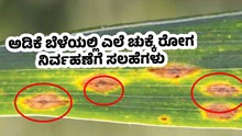 ಅಡಿಕೆ ಬೆಳೆಯಲ್ಲಿ ಎಲೆ ಚುಕ್ಕೆ ರೋಗ : ನಿರ್ವಹಣೆಗೆ ಸಲಹೆಗಳು
