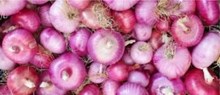 Pink Onion ಗುಲಾಬಿ ಈರುಳ್ಳಿ ರಫ್ತೀನ ಸುಂಕ ಇಳಿಸಿದ ಕೇಂದ್ರ ಸರ್ಕಾರ Pink Onion ಗುಲಾಬಿ ಈರುಳ್ಳಿ ರಫ್ತೀನ ಸುಂಕ ಇಳಿಸಿದ ಕೇಂದ್ರ ಸರ್ಕಾರ