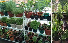 Terrace Garden ಕೈತೋಟ, ತಾರಸಿ ತೋಟ ಇಲ್ಲಿದೆ ಸುವರ್ಣ ಅವಕಾಶ! Terrace Garden ಕೈತೋಟ, ತಾರಸಿ ತೋಟ ಇಲ್ಲಿದೆ ಸುವರ್ಣ ಅವಕಾಶ!