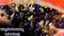 ಪಪ್ಪಾಯಿ ಬೀಜದಲ್ಲೂ ಇದೆ ಆರೋಗ್ಯ..ಎಸೆಯೋ ಮುನ್ನ ತಿಳಿಯಿರಿ ಪಪ್ಪಾಯಿ ಬೀಜದಲ್ಲೂ ಇದೆ ಆರೋಗ್ಯ..ಎಸೆಯೋ ಮುನ್ನ ತಿಳಿಯಿರಿ