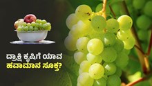 ದ್ರಾಕ್ಷಿ ಕೃಷಿಗೆ ಯಾವ ಹವಾಮಾನ ಸೂಕ್ತ? ಮಹಾರಾಷ್ಟ್ರ ದ್ರಾಕ್ಷಿಗೆ ಫೇಮಸ್‌ ಯಾಕೆ?