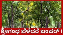 Good News  ಶ್ರೀಗಂಧ ಬೆಳೆವ ರೈತರಿಗೆ ಕರ್ನಾಟಕ ಸರ್ಕಾರದಿಂದ ಗುಡ್ನ್ಯೂಸ್! Good News  ಶ್ರೀಗಂಧ ಬೆಳೆವ ರೈತರಿಗೆ ಕರ್ನಾಟಕ ಸರ್ಕಾರದಿಂದ ಗುಡ್ನ್ಯೂಸ್!