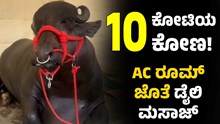 10 ಕೋಟಿ ರೂ ಕೋಣ! AC ರೂಮಲ್ಲಿ ಮಲಗುವ ಕೋಣದ ಹುಬ್ಬೇರಿಸುವ ಸಂಗತಿಗಳಿವು! 10 ಕೋಟಿ ರೂ ಕೋಣ! AC ರೂಮಲ್ಲಿ ಮಲಗುವ ಕೋಣದ ಹುಬ್ಬೇರಿಸುವ ಸಂಗತಿಗಳಿವು!