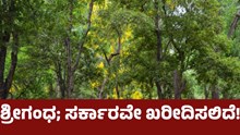 ನೀವು ಶ್ರೀಗಂಧ ಬೆಳೆದರೆ ಸರ್ಕಾರವೇ ಖರೀದಿಸಲಿದೆ!  ನೀವು ಶ್ರೀಗಂಧ ಬೆಳೆದರೆ ಸರ್ಕಾರವೇ ಖರೀದಿಸಲಿದೆ!