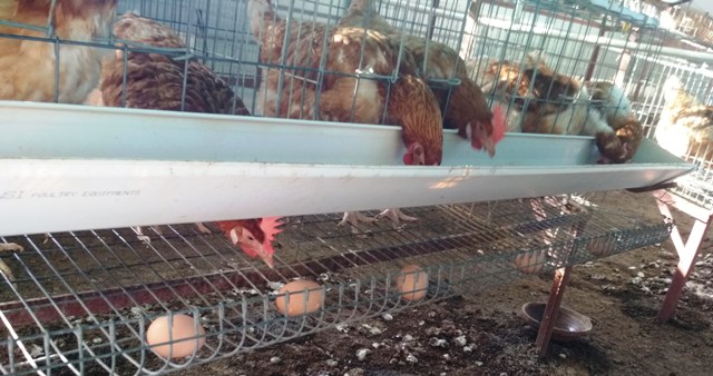 Chicken-Poultry Chicken-Poultry