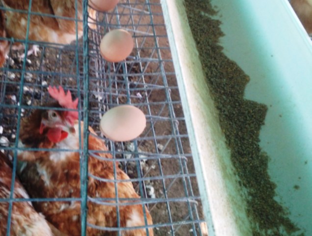 Chicken-Poultry Chicken-Poultry