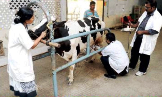 Animal-Doctors Animal-Doctors