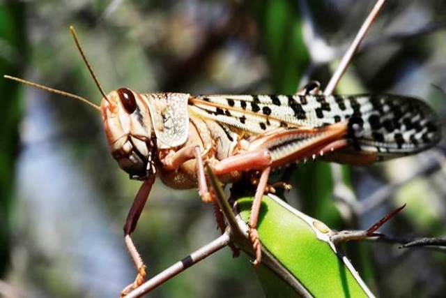 Locusts Locusts