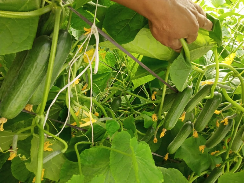 cucumber