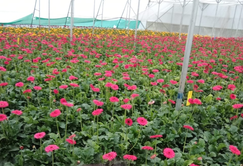 Gerbera