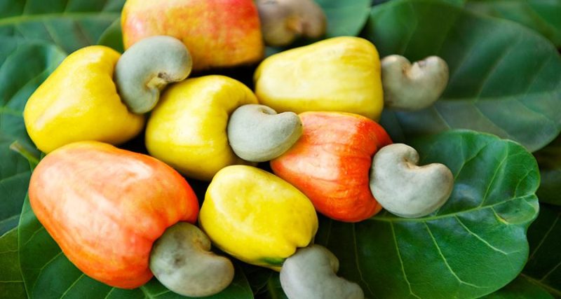 cashew