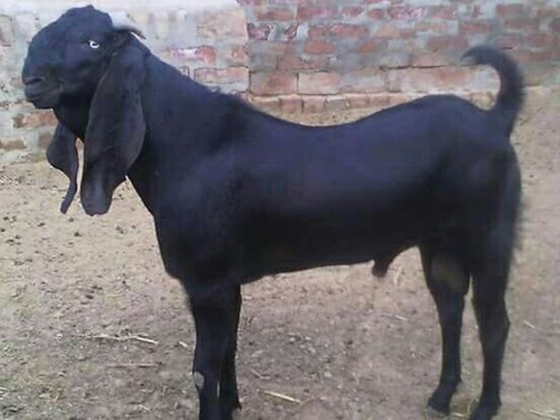 Beetal goat Beetal goat