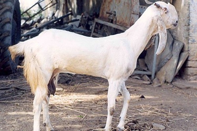 jamunapuri goat jamunapuri goat