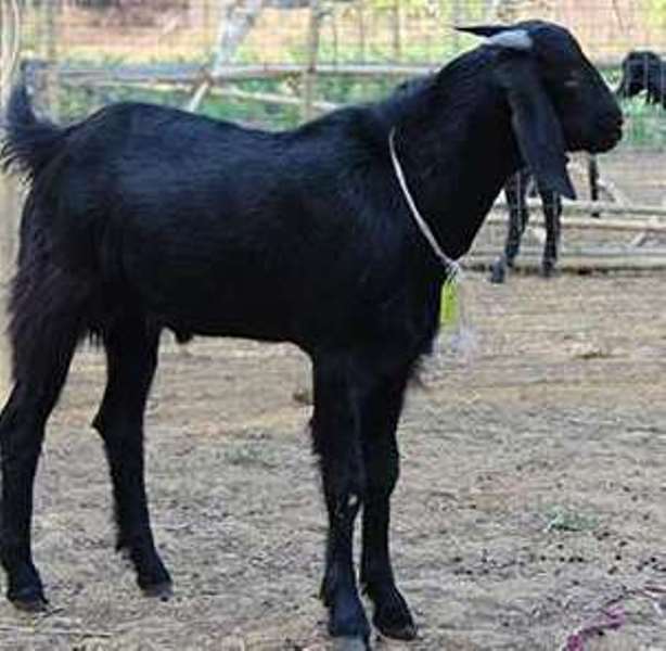 Usmanabadi goat Usmanabadi goat
