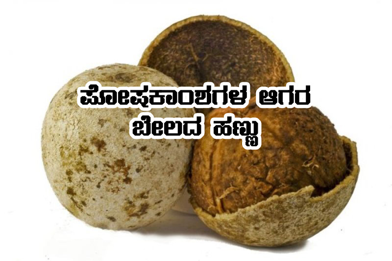 ಬೇಲದ ಹಣ್ಣಿನಲ್ಲಿದೆ ಬಹಳಷ್ಟು ಆರೋಗ್ಯದ ಗುಟ್ಟು